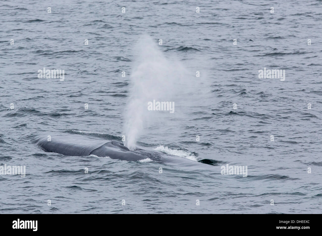 Erwachsener Blauwal (Balaenoptera Musculus) entlang dem Festlandsockel an der Westküste von Spitzbergen, Svalbard, Norwegen Stockfoto