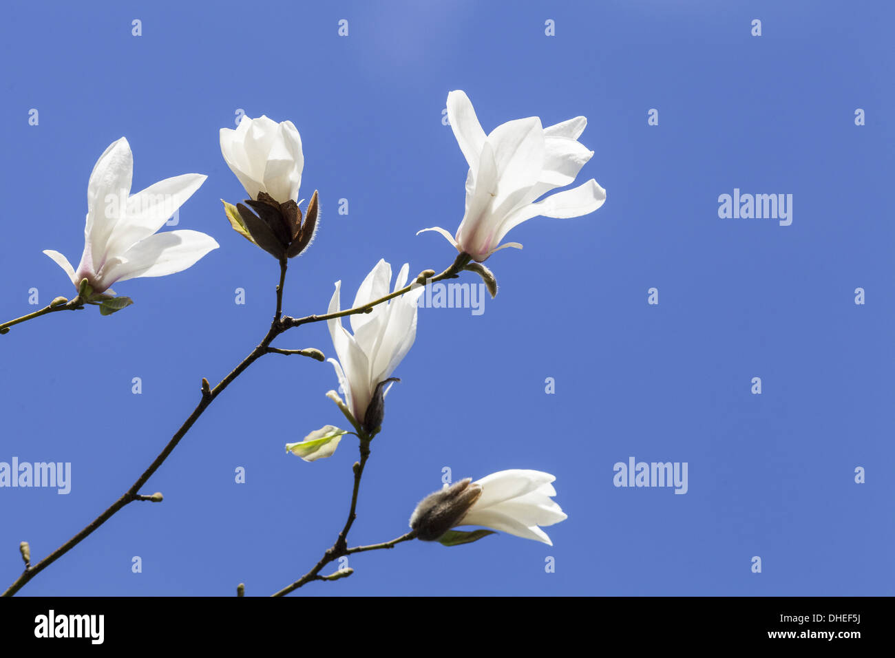 Magnolie (Magnolia Salicifolia) Stockfoto
