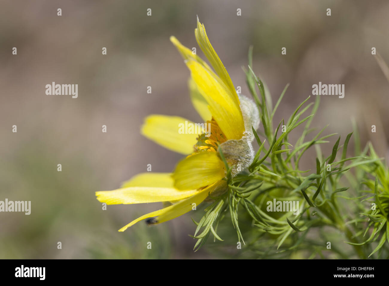 Frühlings-Adonis (Adonis Vernalis) Stockfoto