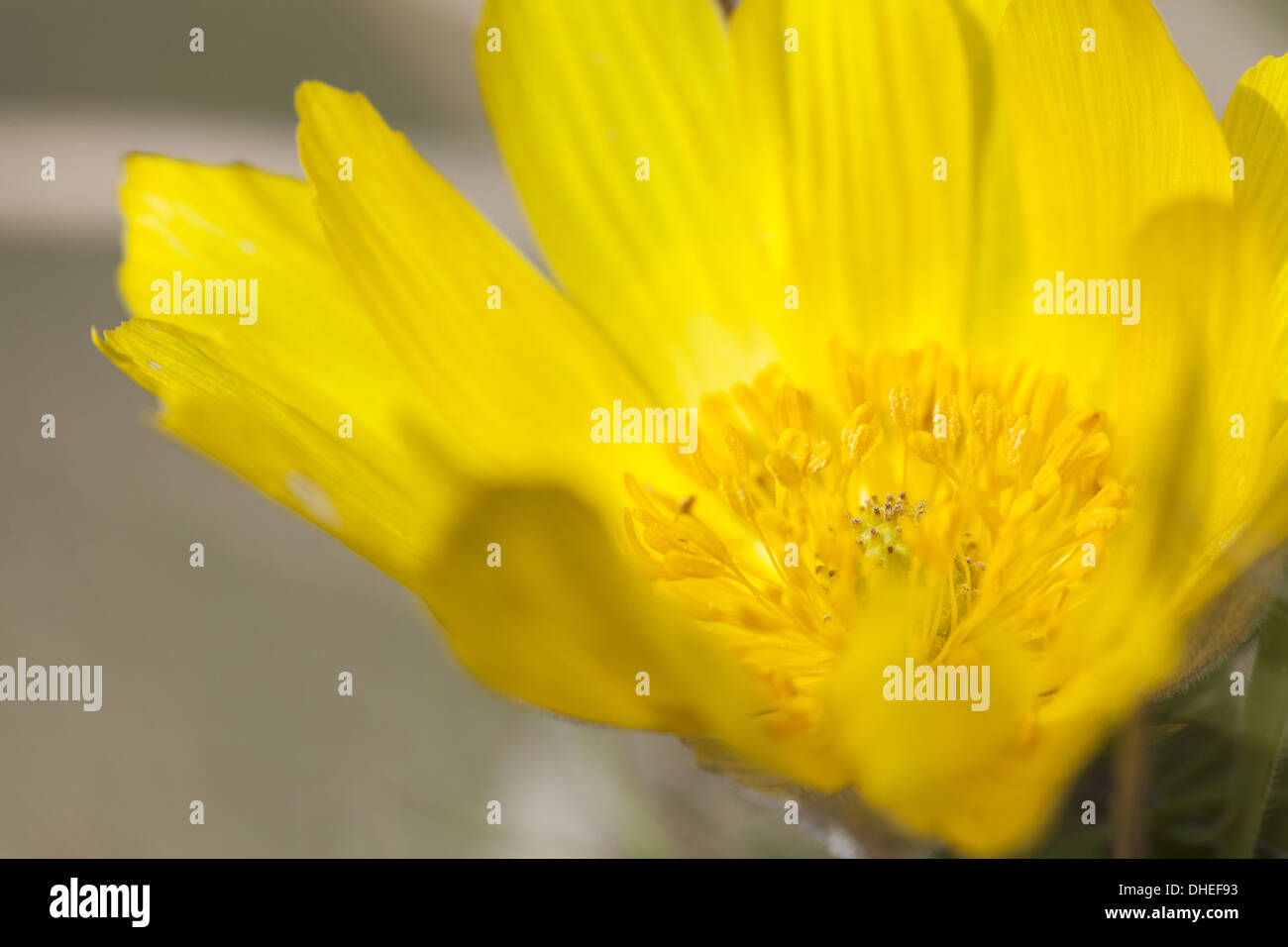 Frühlings-Adonis (Adonis Vernalis) Stockfoto