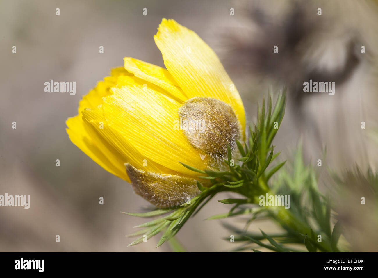 Frühlings-Adonis (Adonis Vernalis) Stockfoto