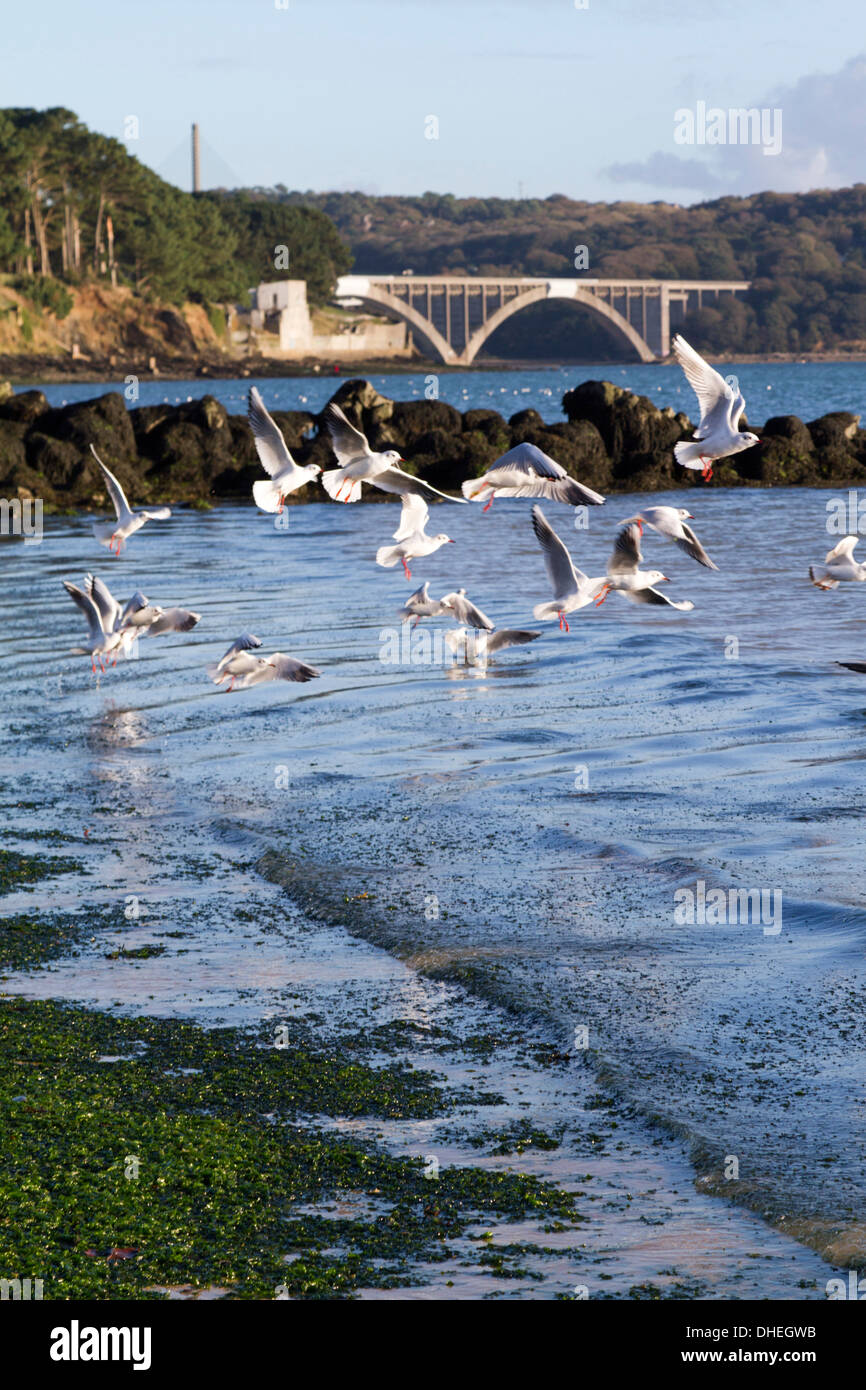 Le Pont Albert Louppe de Plougastel-Daoulas Vue De La Plage du Moulin Blanc de Rade de Brest Bretagne Frankreich Stockfoto