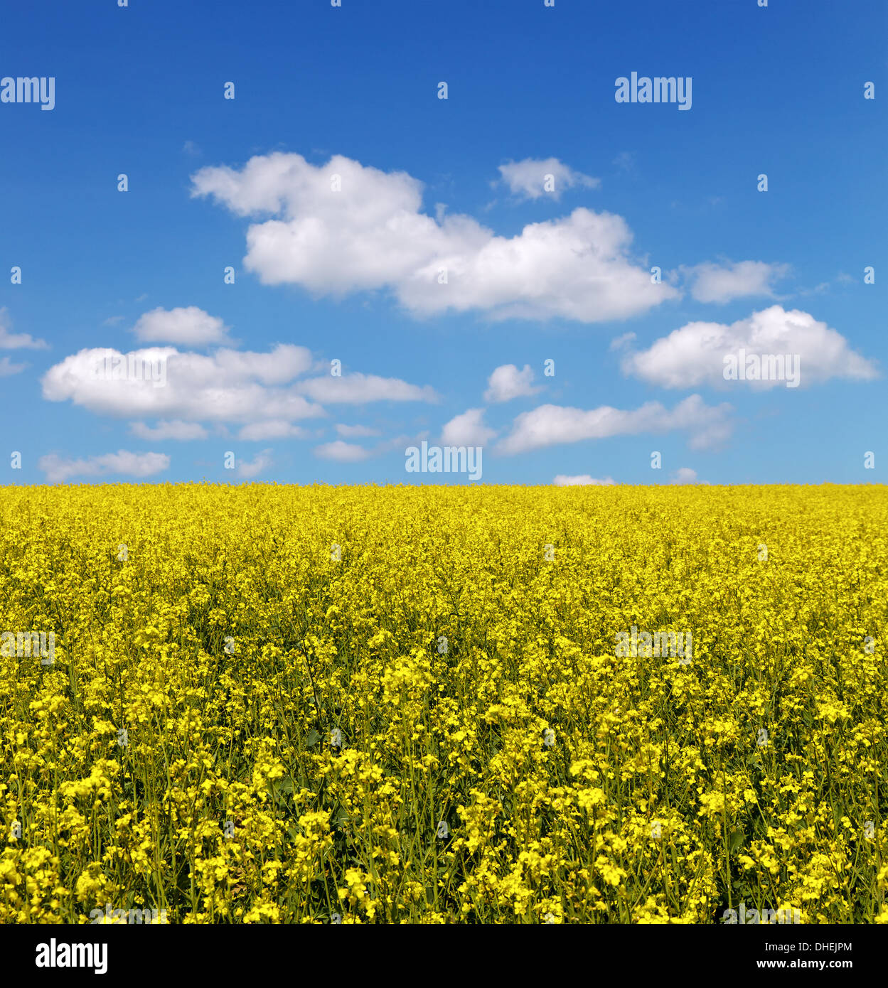 Gelbes Feld Raps in voller Blüte Stockfoto