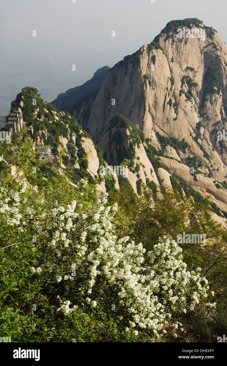 Frühling Blumen auf Hua Shan, ein Granit erreichte Berg von 2160m, Provinz Shaanxi, China, Asien Stockfoto