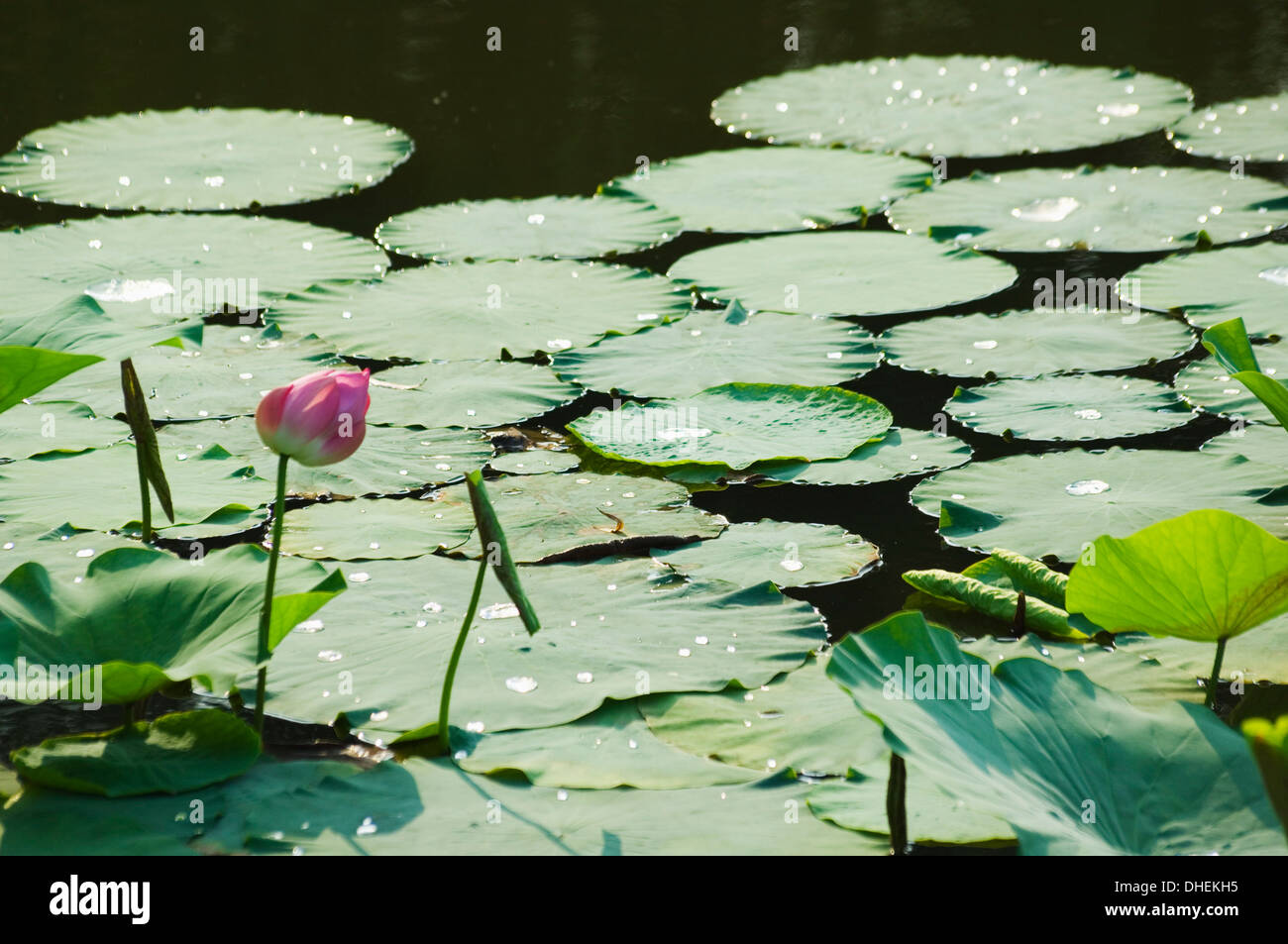 Wasser Liliy Yuanmingyuan (alten Sommerpalast), Peking, Asien Stockfoto