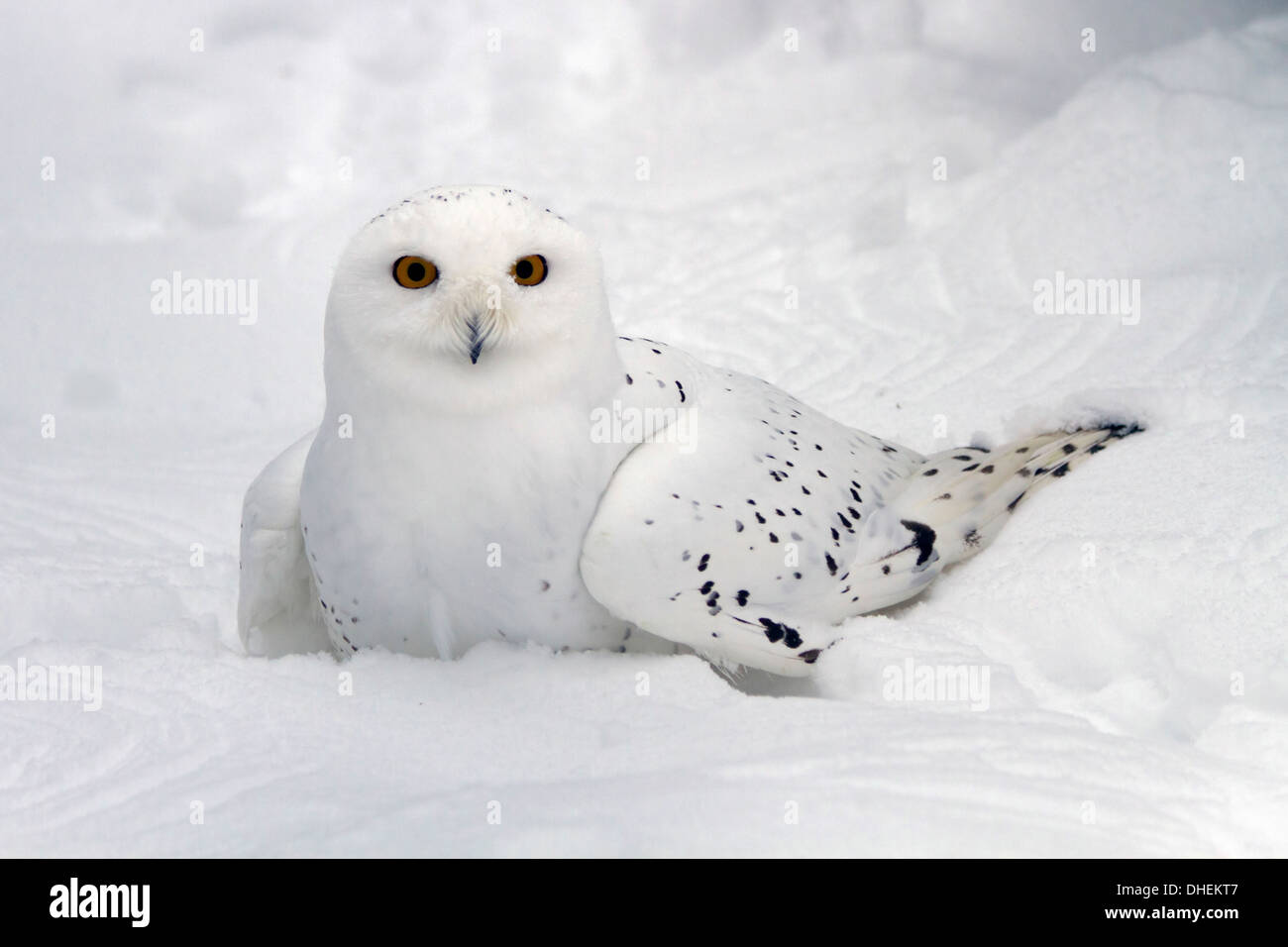 Männlichen Schnee-Eule (Bubo Scandiacus). Stockfoto