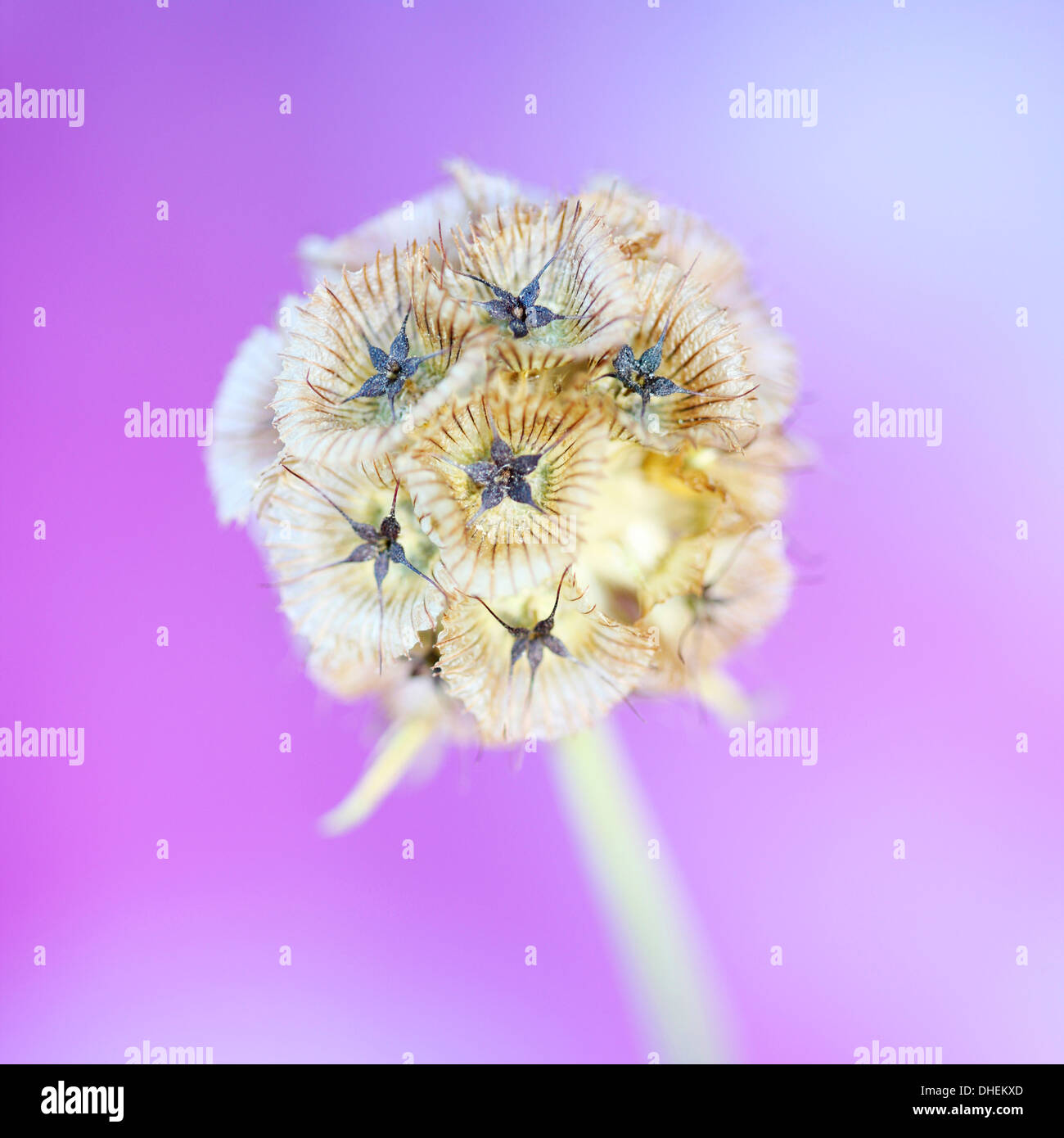 wunderschöne Scabiosa Stellata auf lila, Papiermond Jane Ann Butler Fotografie JABP999 Stockfoto