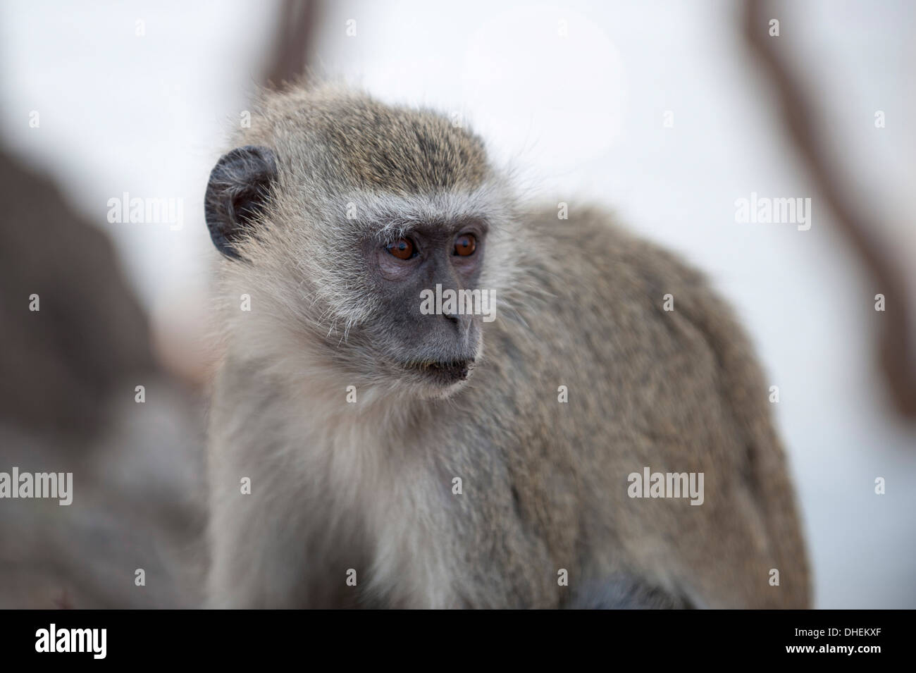 Vervet Affen (grüne Aethiops), Chobe Nationalpark, Botswana, Afrika Stockfoto