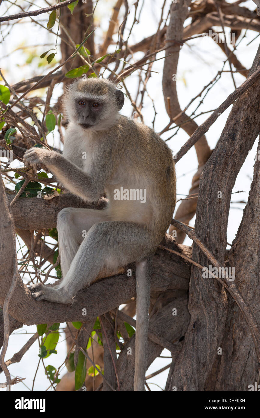 Vervet Affen (grüne Aethiops), Chobe Nationalpark, Botswana, Afrika Stockfoto