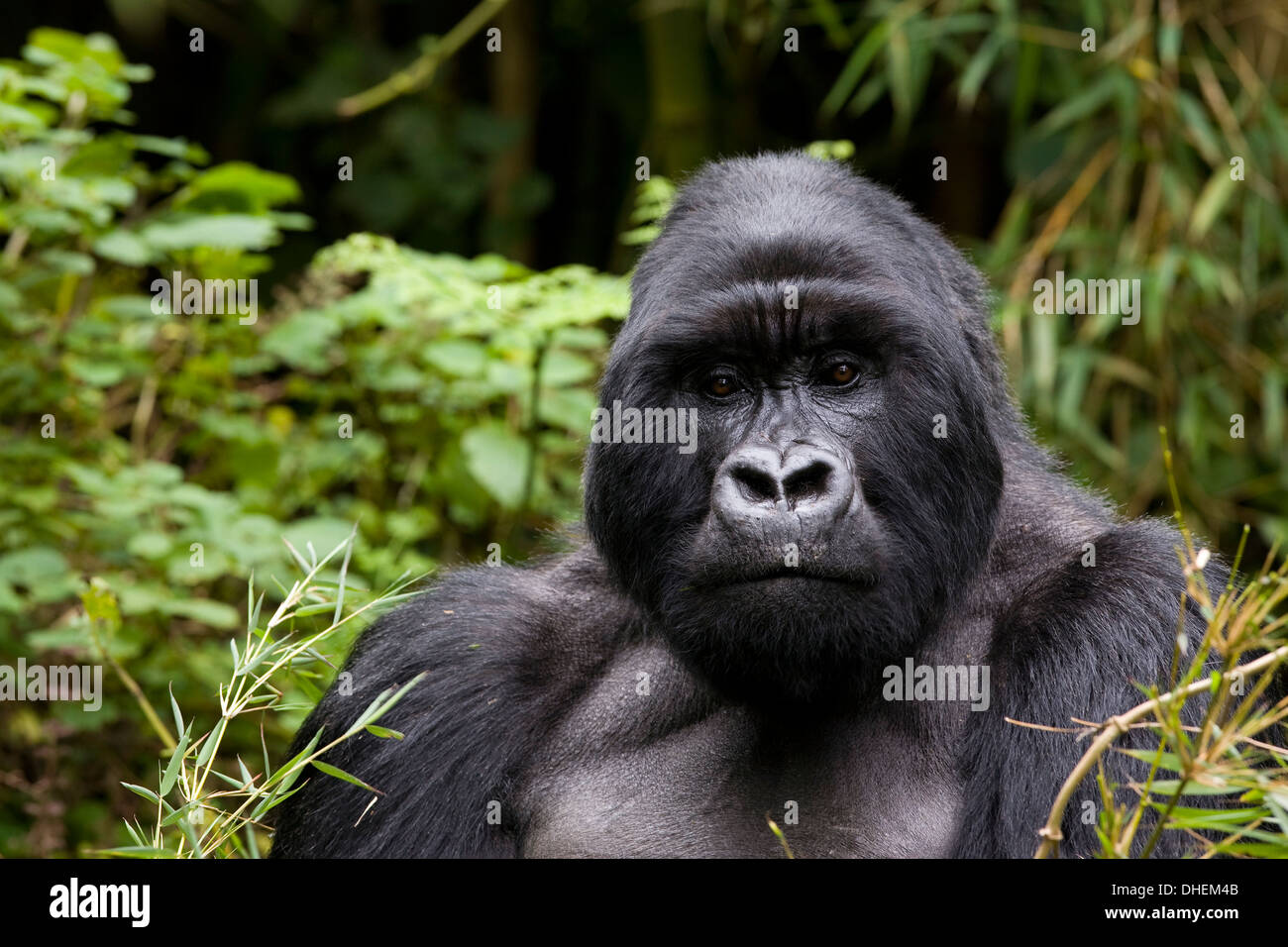 Silberrücken, Berggorillas (Gorilla Gorilla Beringei), Kongo, Ruanda, Afrika Stockfoto