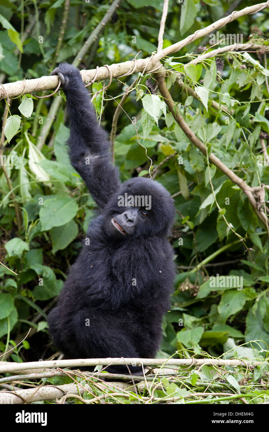 Berggorillas (Gorilla Gorilla Beringei), Kongo, Ruanda, Afrika Stockfoto