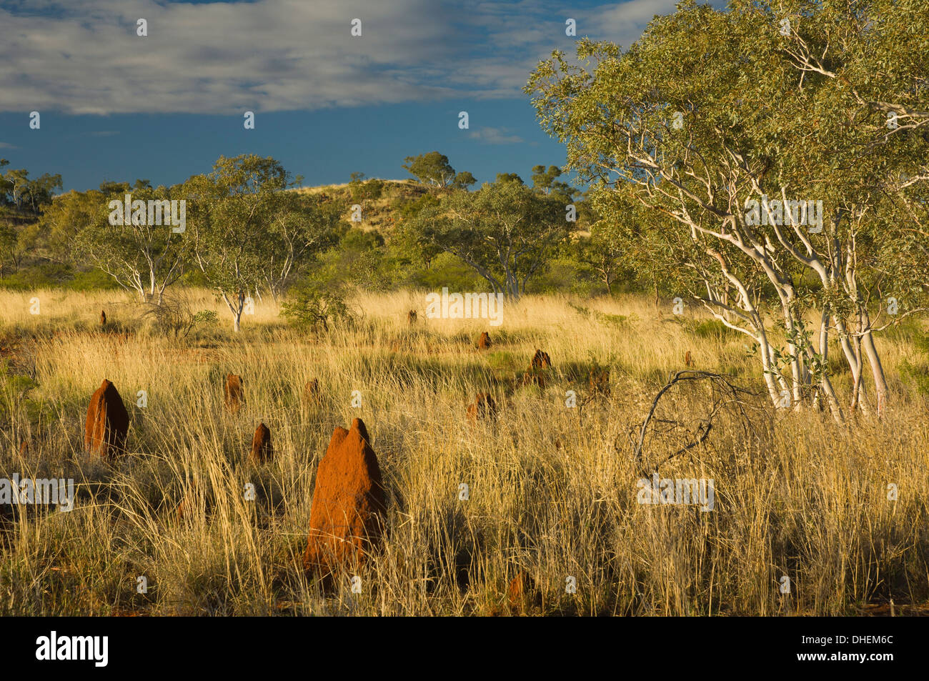 Termitenhügel im Outback, Queensland, Australien, Pazifik Stockfoto