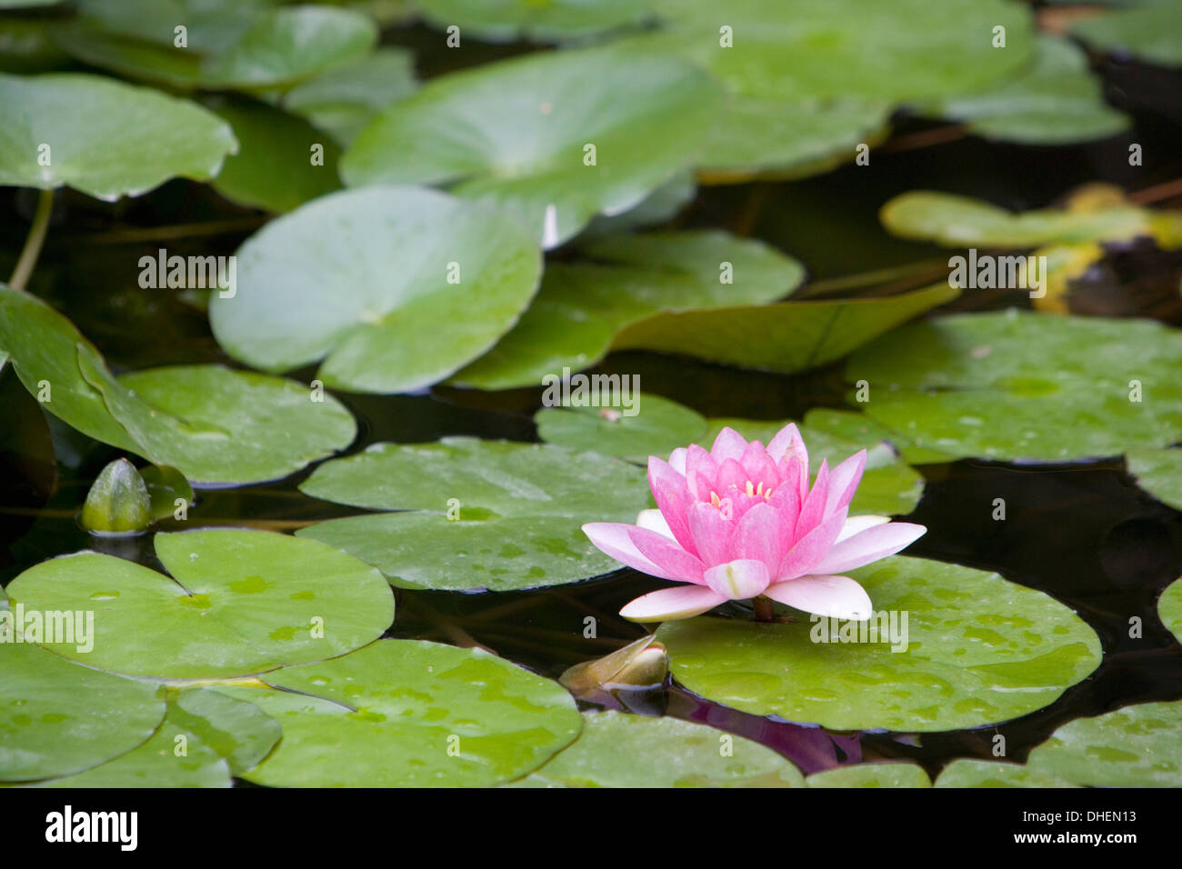 Rosa Seerose im Teich, Jardin Botanico (Botanischer Garten), Valencia, Costa del Azahar, Spanien, Europa Stockfoto