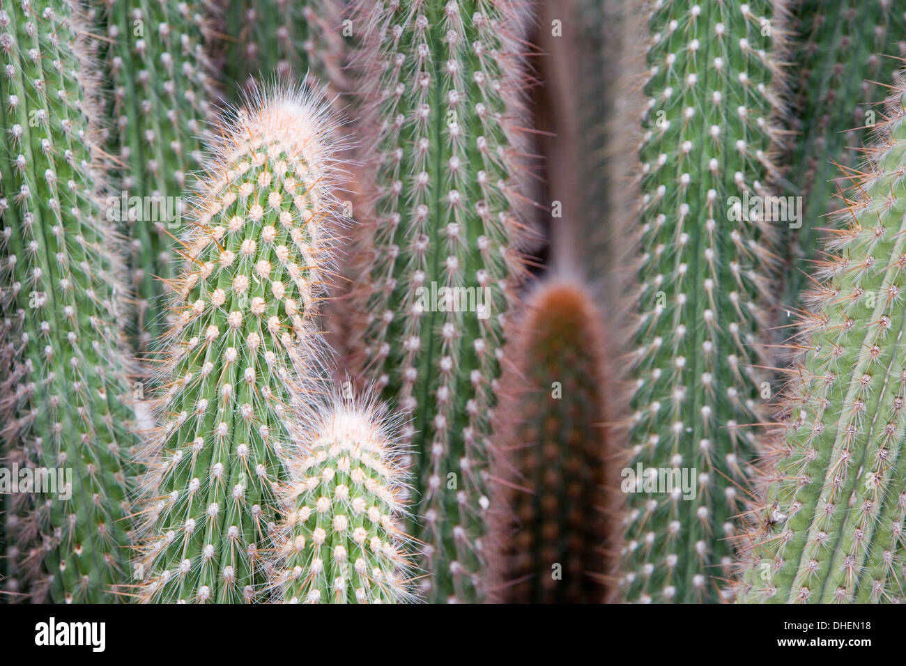 kentia palme gro Kentia-Palme  Howea forsteriana - 200 cm