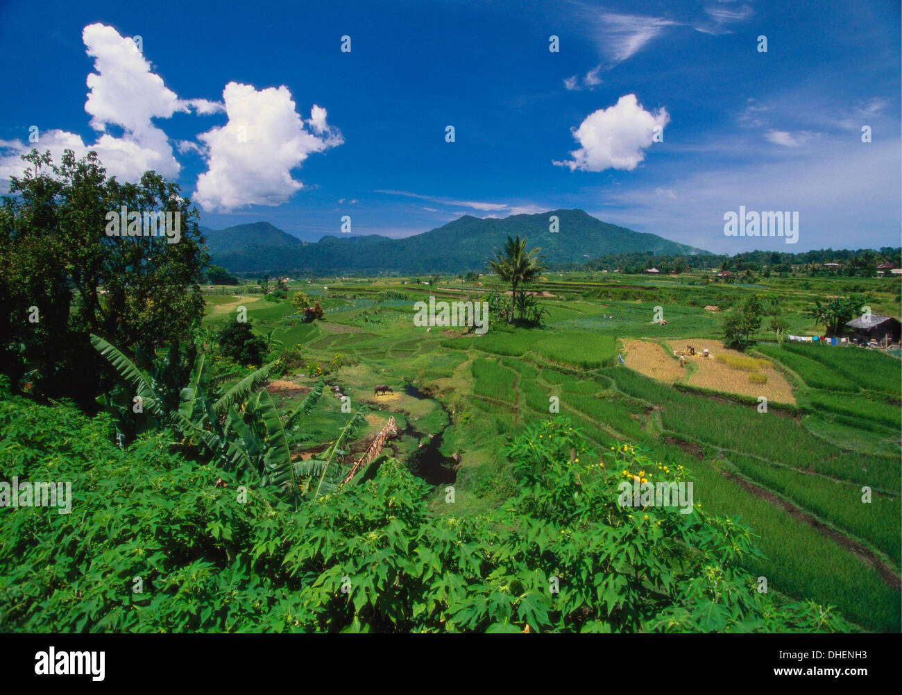 Minangkabau Reisfelder, Bukittingi, Sumatra, Indonesien Stockfoto