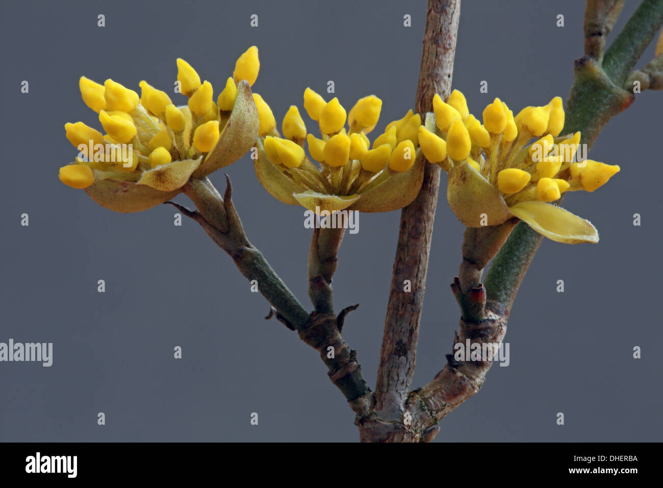 Europäische Kornelkirsche, Cornus mas Stockfoto