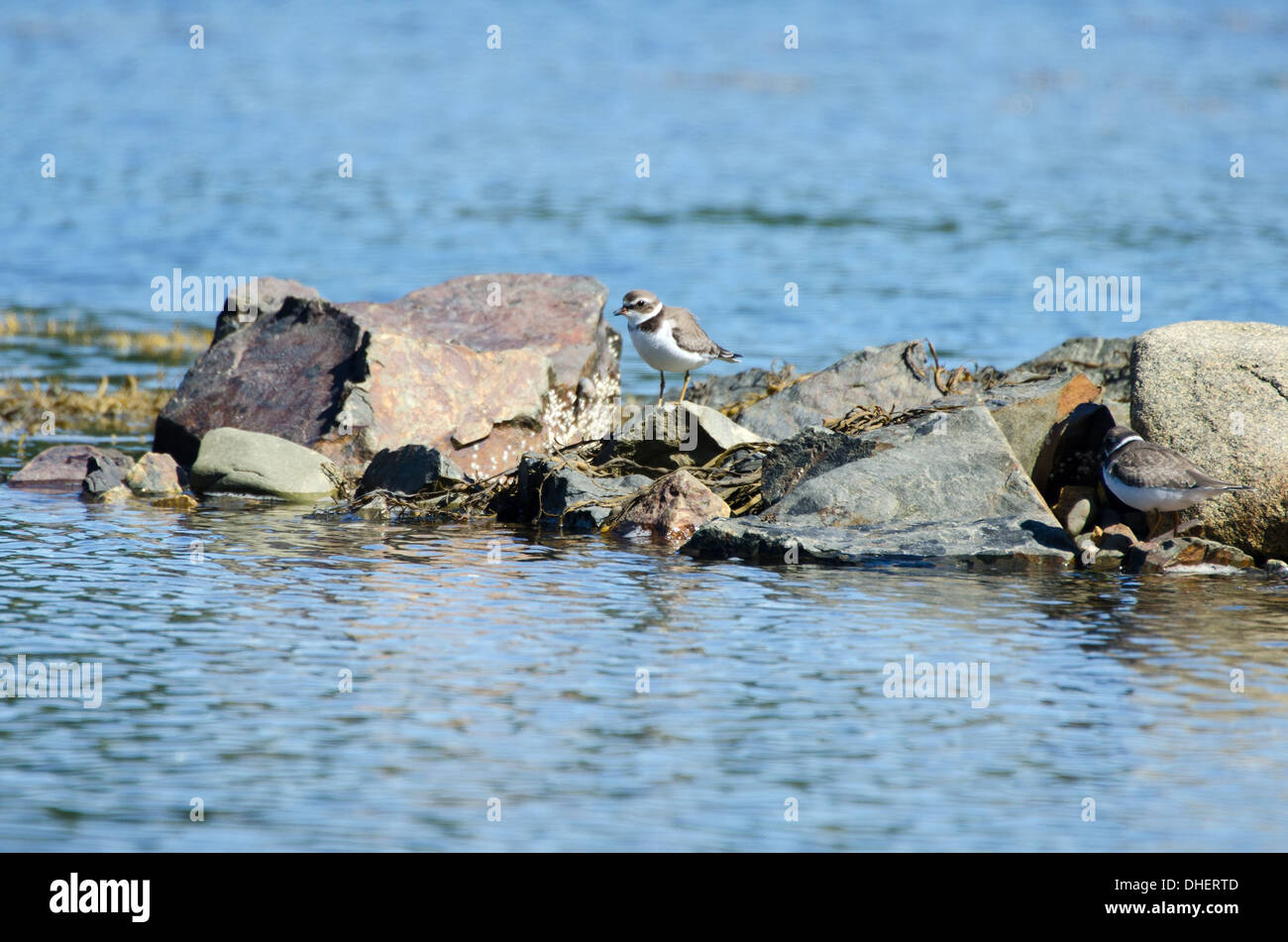 Semipalmated-Regenpfeifer (Charadrius Semipalmatus) thront auf Felsen am Meer. Stockfoto