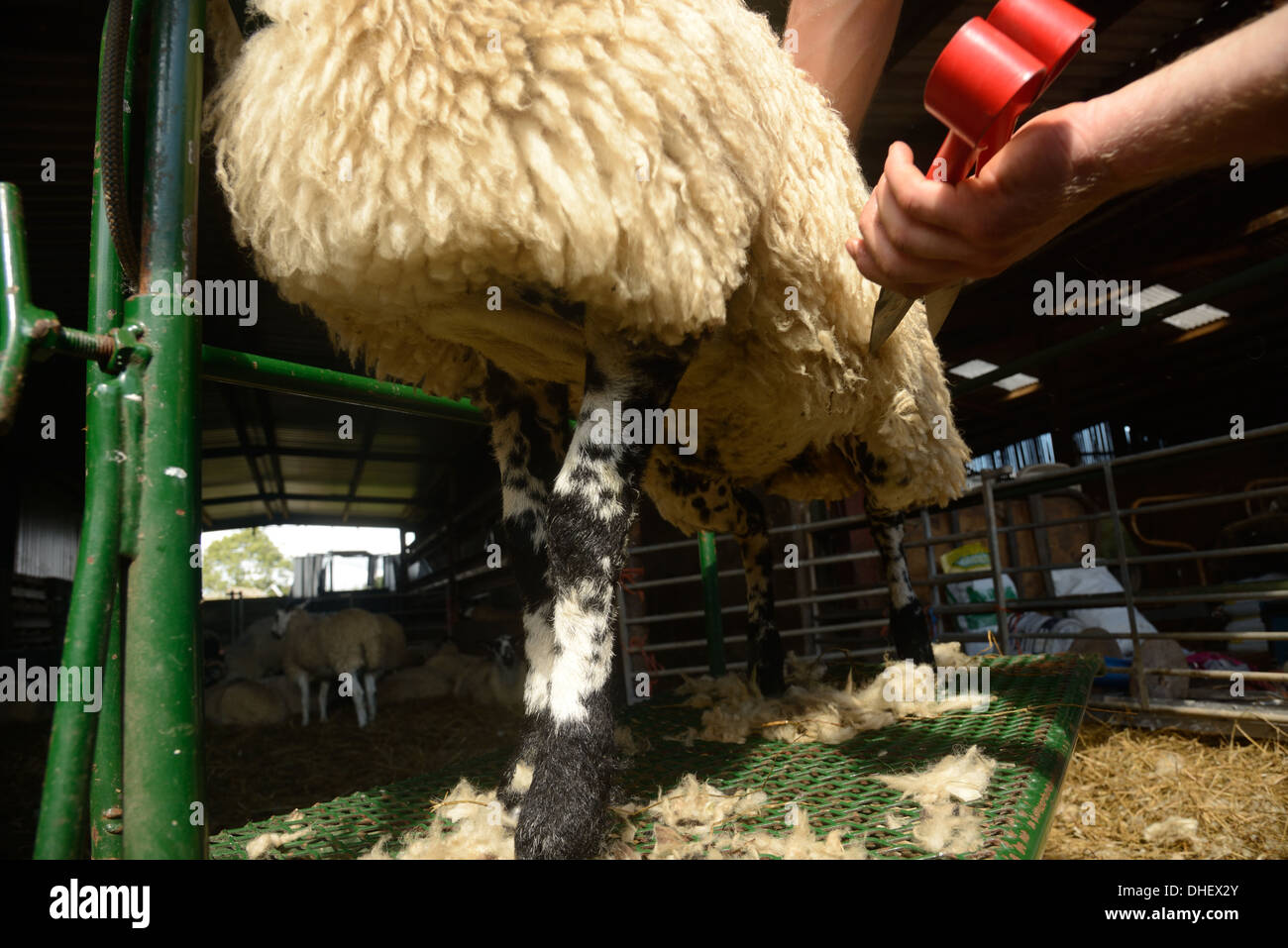 Schafe mit Wolle zu trimmen. Stockfoto