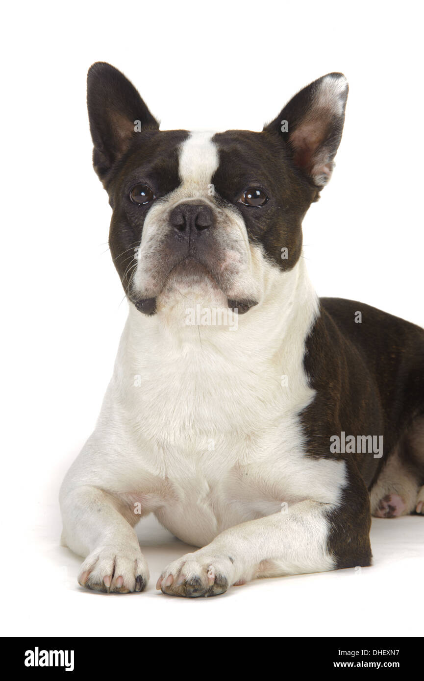 Hund Boston Terrier isoliert auf weiß Stockfoto