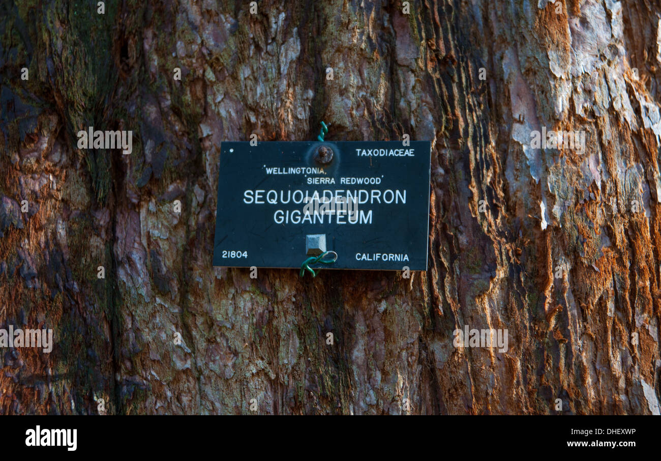Media Photo Call - Wellingtonia Sierra Redwood Baumstamm aus Kalifornien USA Sequoiadendron gigateum bei Wakehurst UK Stockfoto