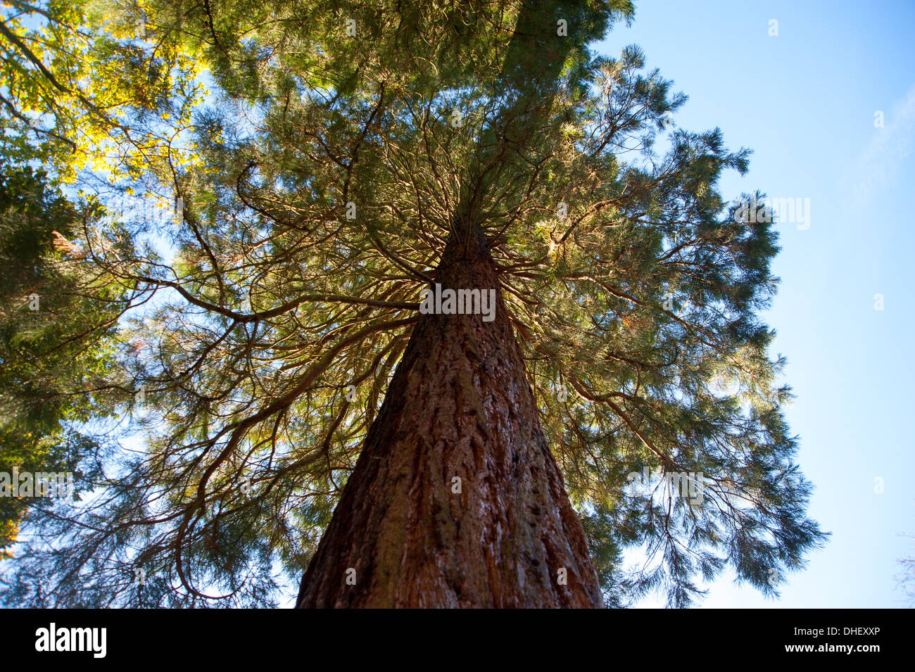 Media Photo Call - Wellingtonia Sierra Redwood Baumstamm aus Kalifornien USA Sequoiadendron gigateum bei Wakehurst UK Stockfoto