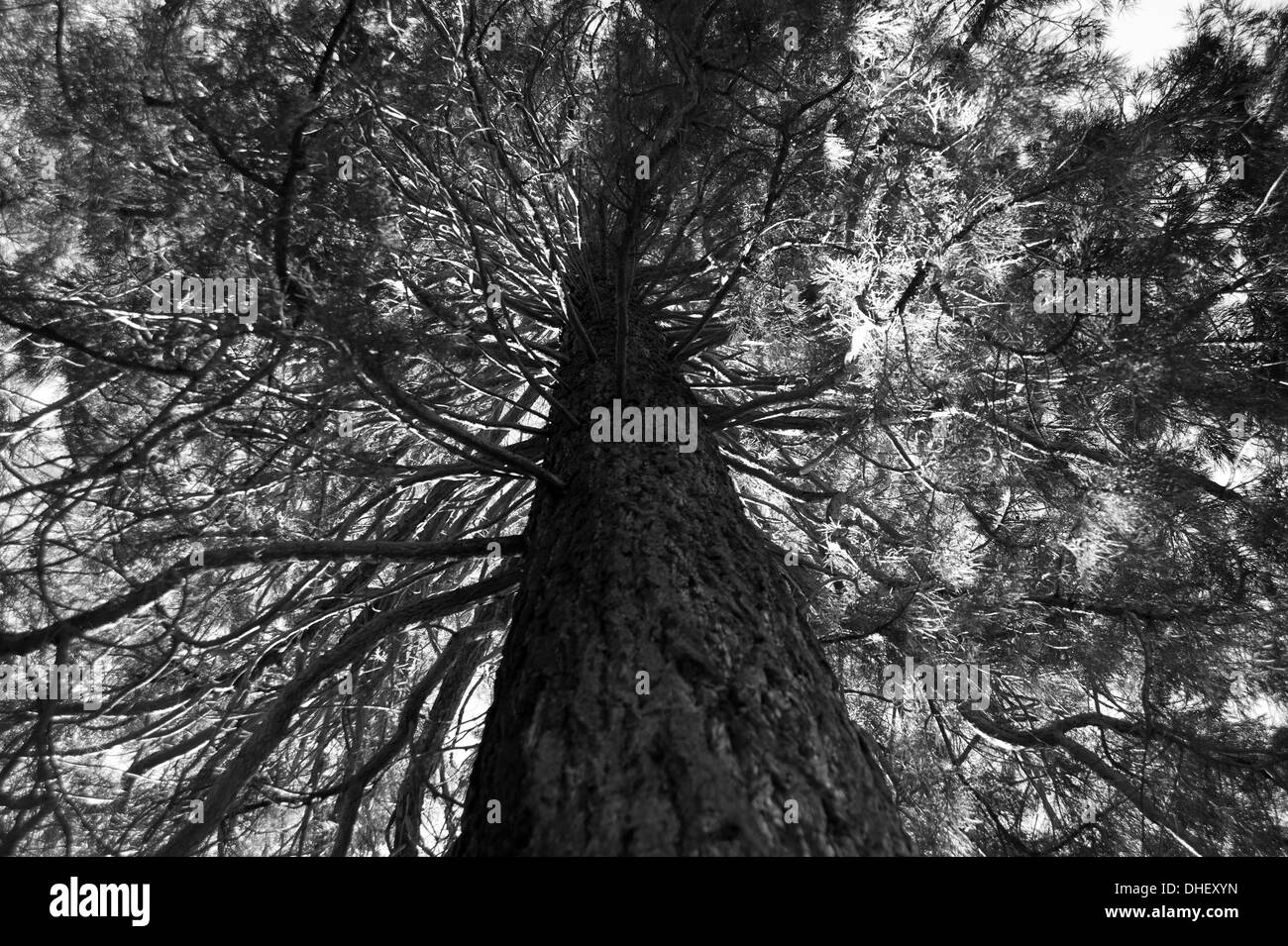 Media Photo Call - Wellingtonia Sierra Redwood Baumstamm aus Kalifornien USA Sequoiadendron gigateum bei Wakehurst UK Stockfoto
