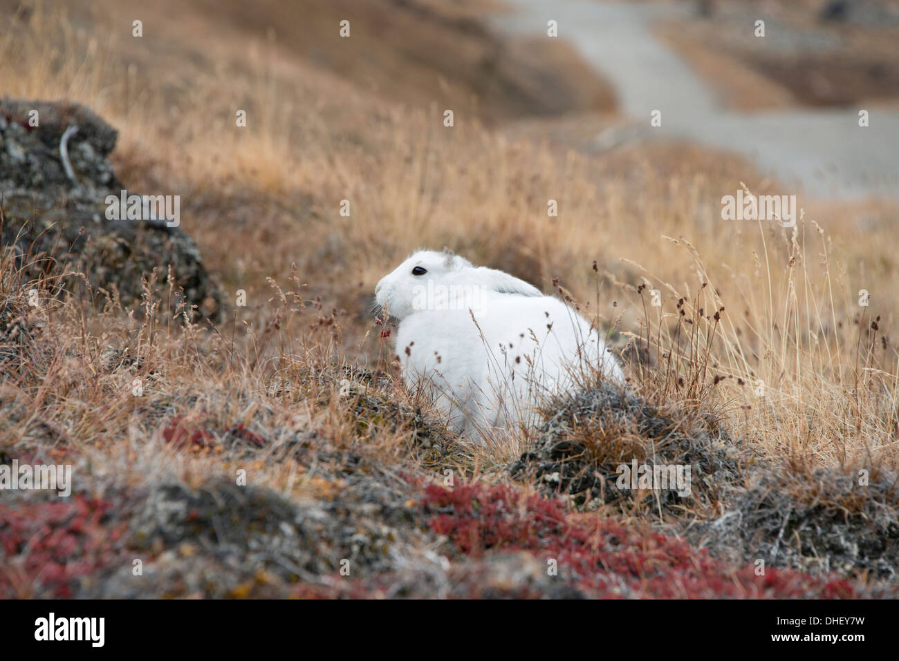 Grönland, Qeqqata Gemeinde, Kangerlussuaq (große Fjord) aka Sondrestrom. Schneehase (Lepus Arcticus) im Herbst Lebensraum. Stockfoto