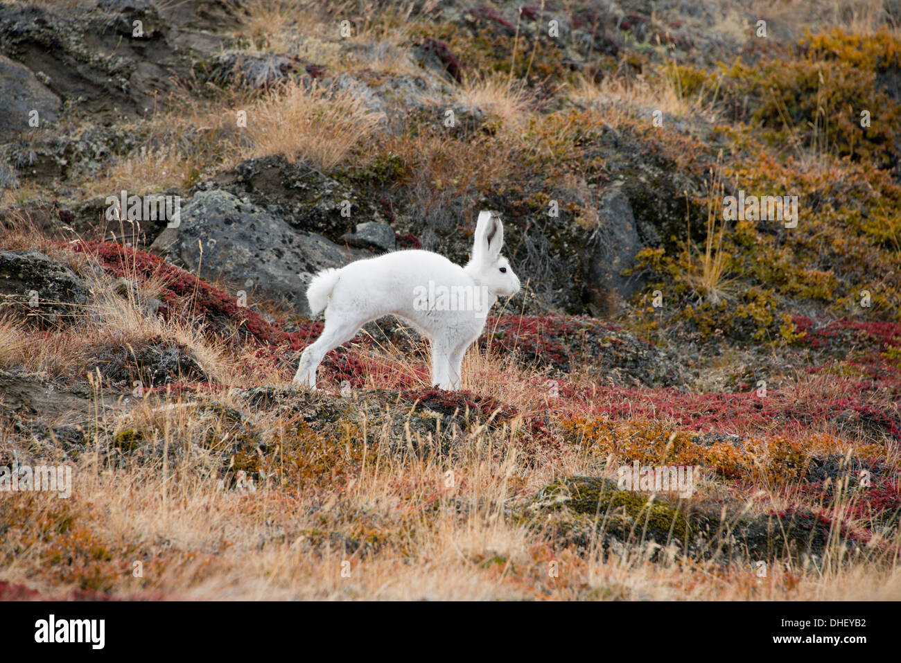 Grönland, Qeqqata Gemeinde, Kangerlussuaq (große Fjord) aka Sondrestrom. Schneehase (Lepus Arcticus) im Herbst Lebensraum. Stockfoto