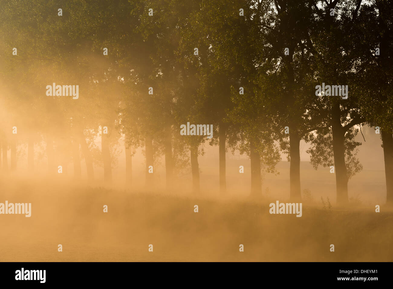 Sonne den Nebel mit einer Reihe von Bäumen entlang eines Kanals wegräumen Stockfoto