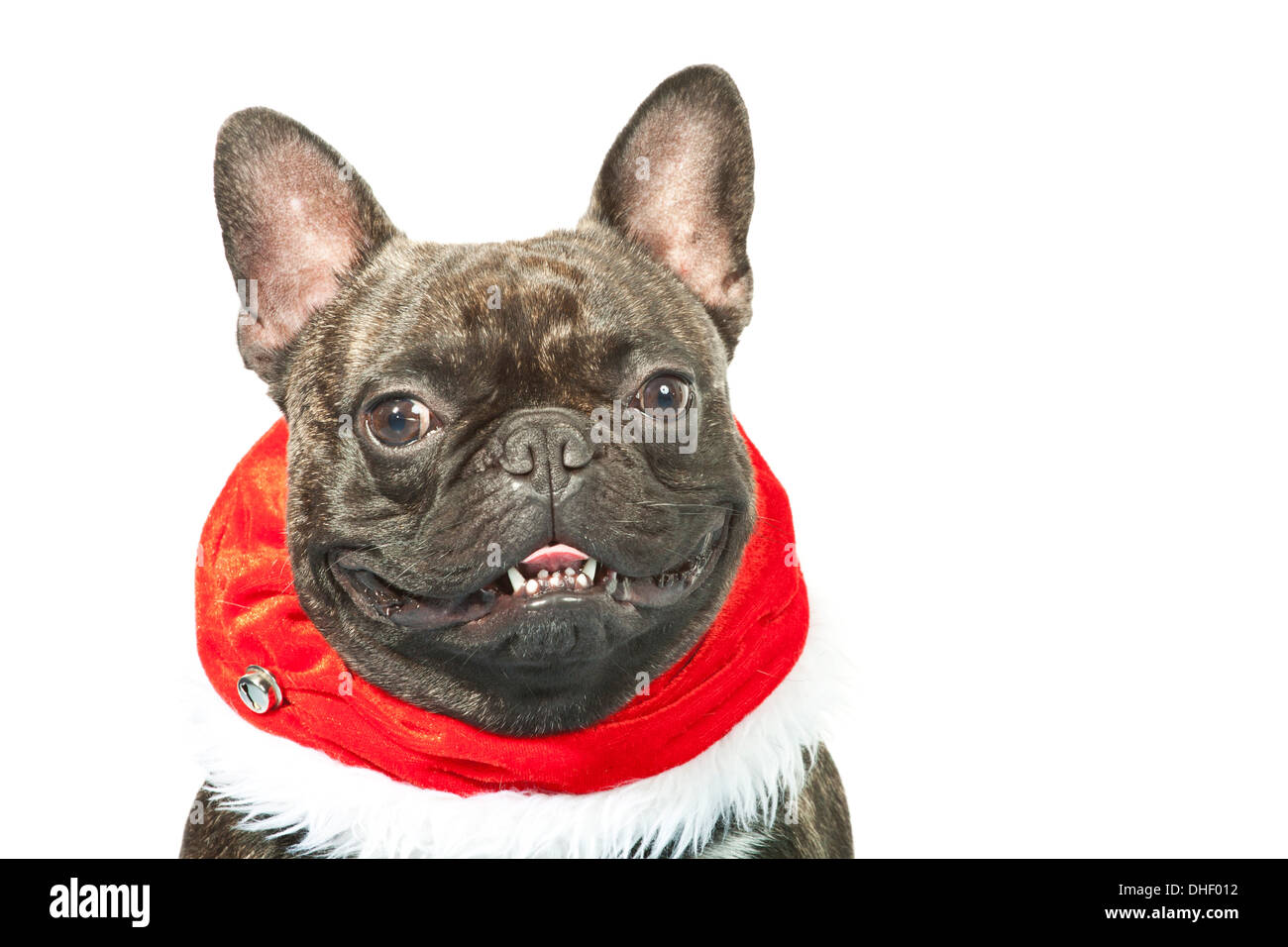 Lustige französische Bulldogge Hund verkleidet mit Kaktus Kostüm