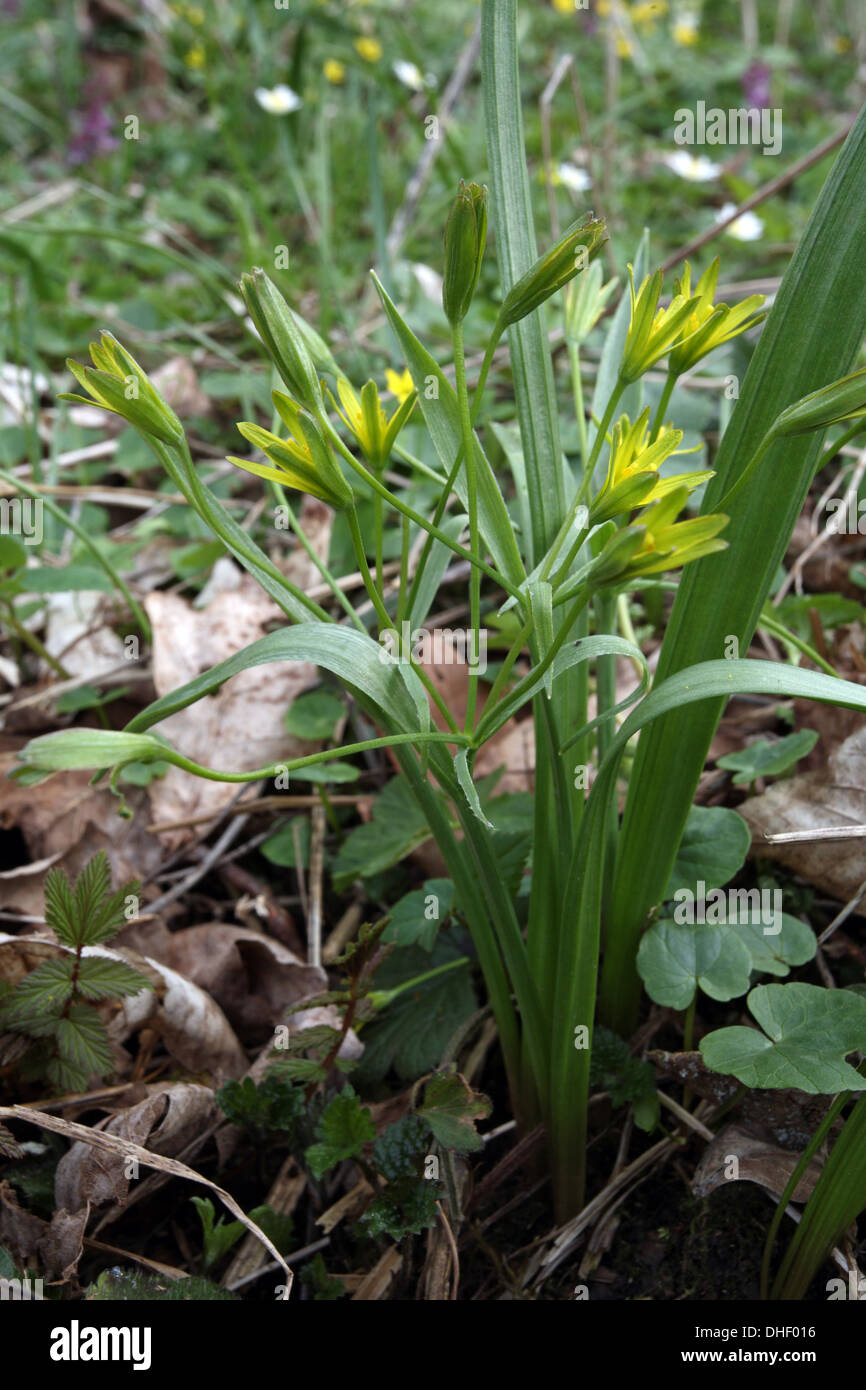 Gagea Lutea, Holz gagea Stockfoto