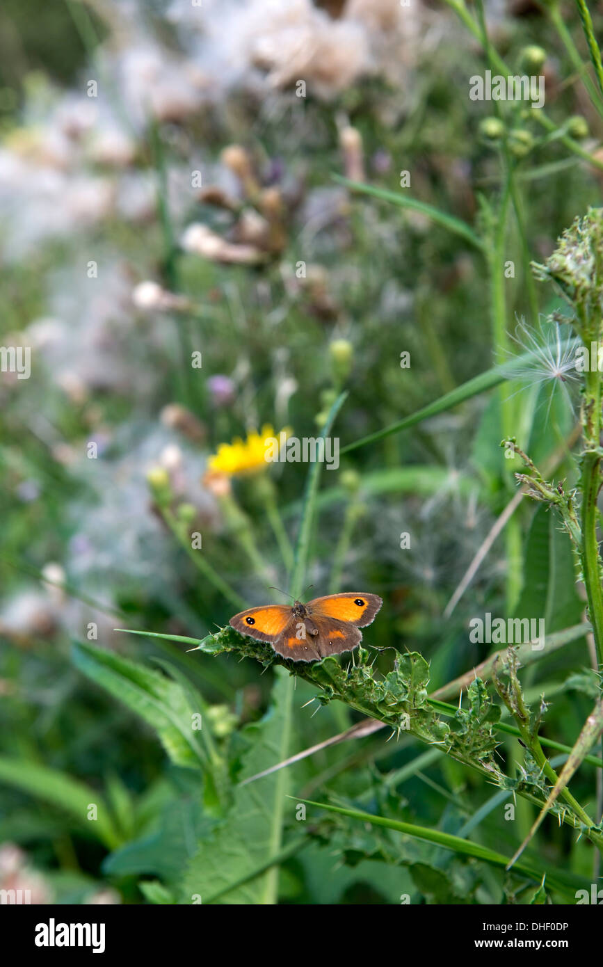 Ein Gatekeeper Schmetterling, Pyronia Tithonus, ruht auf einer Distel Blatt in einem Naturschutzgebiet Axt Mündung Feuchtgebiete Stockfoto
