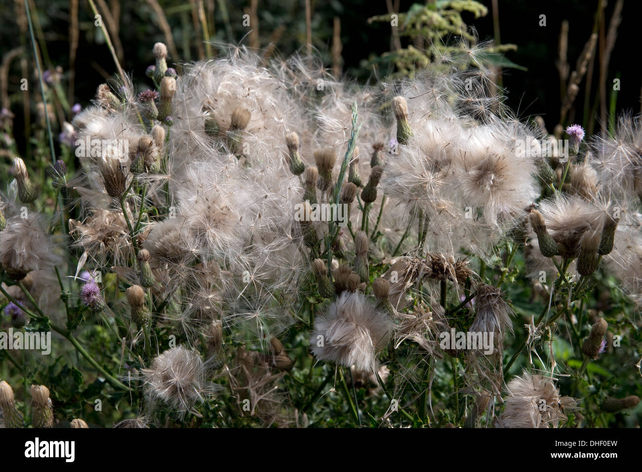 Thistledown, schleichende Distel, Cirsium Arvense, Aussaat Pflanzen mit Lebensmitteln für Finken und andere Vögel Samen Stockfoto