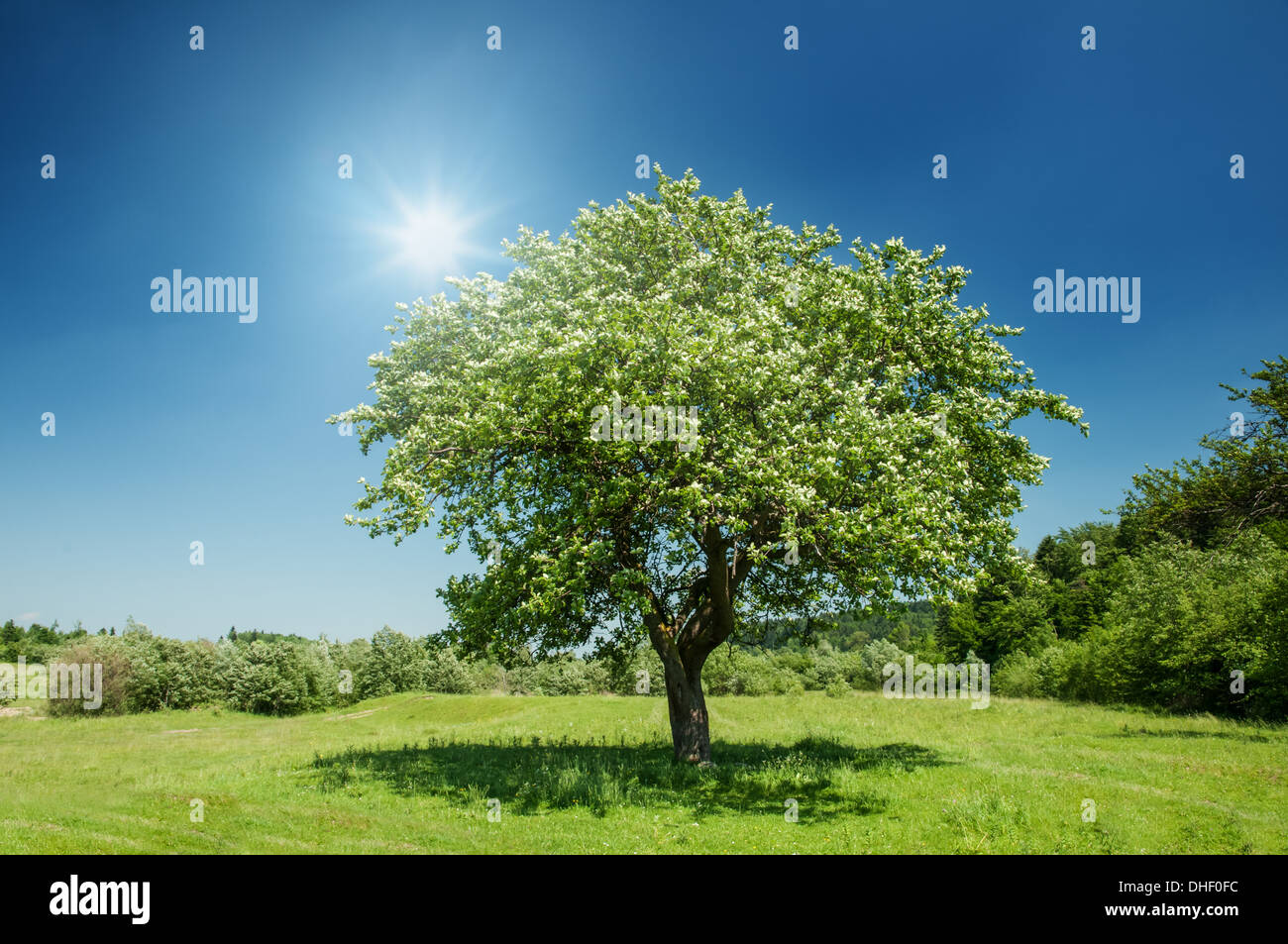 Grüner Baum und blauer Himmel Stockfoto