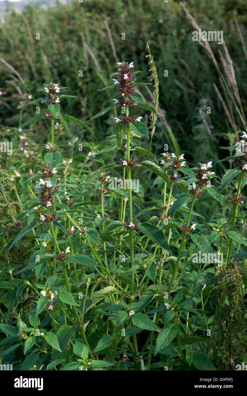 Hanf-Brennnessel, Galeopsis Tetrahit, blühende Pflanzen mit roten Kelch, wo die Blumen gefallen haben Stockfoto