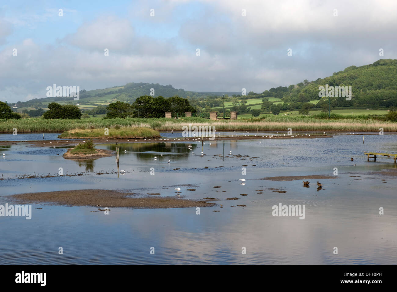 Sommer im East Devon Axt Mündung Feuchtgebiete Naturreservat in der Nähe von Seaton in Devon Stockfoto