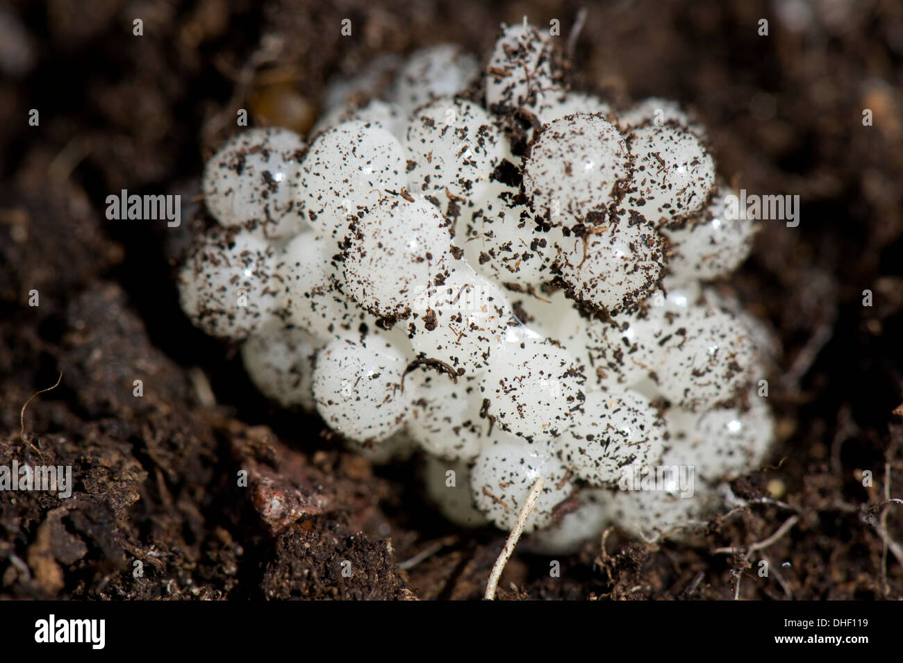 Eiern ein Garten Schnecke Helix Aspersa, im Boden Stockfoto