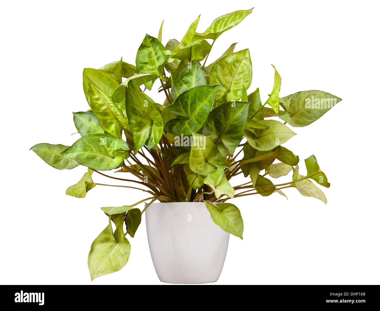 Purpurtute-Syngonium podophyllum in einem weißen Topf isoliert. Stockfoto