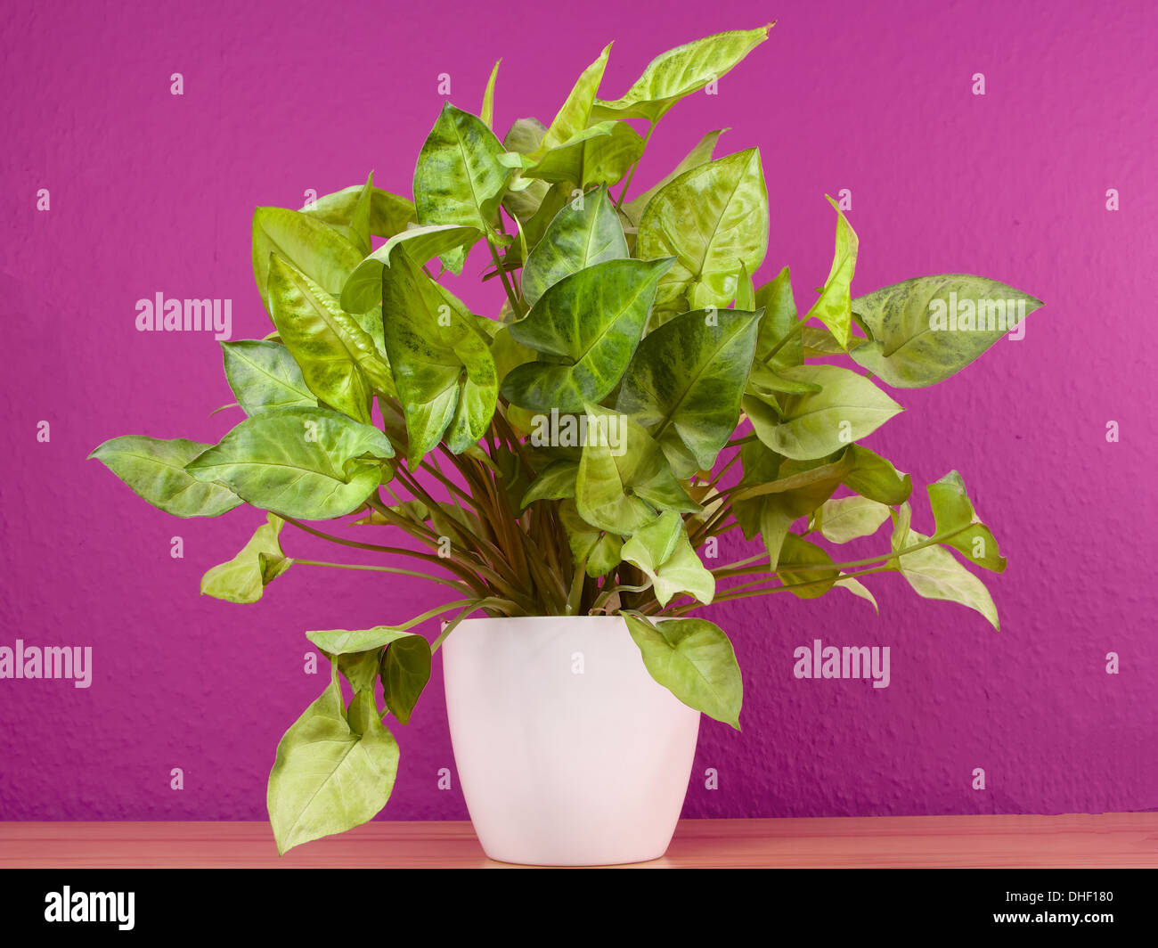 Purpurtute-Syngonium podophyllum in einem weissen Pflanzer vor einer bemalten Wand mit lila Farbe. Stockfoto