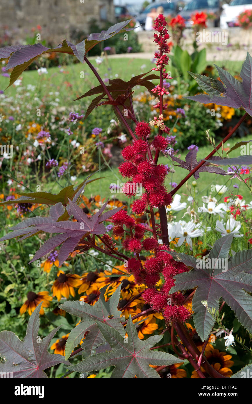 Eine Ornamentale Wunderbaumes Oder Rizinuspflanze Aussaat In Einem Offentlichen Garten In St Emilion Frankreich August Stockfotografie Alamy