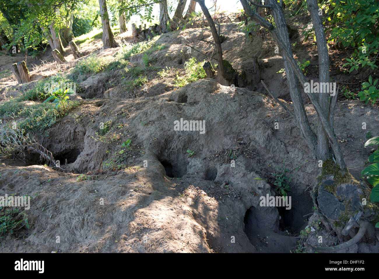 Kaninchenlocher Stockfotos Kaninchenlocher Bilder Alamy