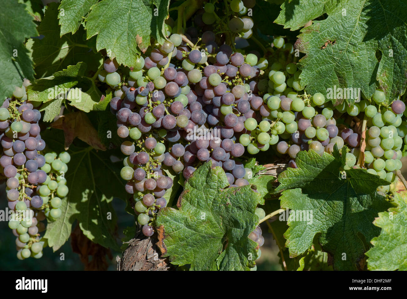 Getrocknete Kaution gespritzte Fungizide auf Trauben, Obst und auf den Blättern der Weinrebe Stockfoto