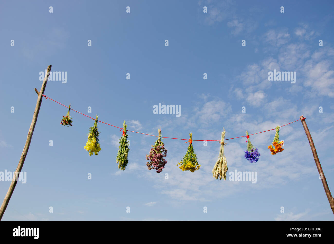 frische Variuos Sommer Heilkräuter Trauben auf Zeichenfolge und Himmel. Pflanzliche Arzneimittel-Konzept Stockfoto