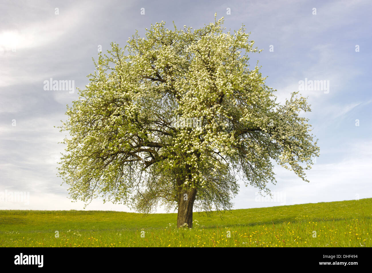 einzigen großen Apfelbaum auf Wiese Stockfoto