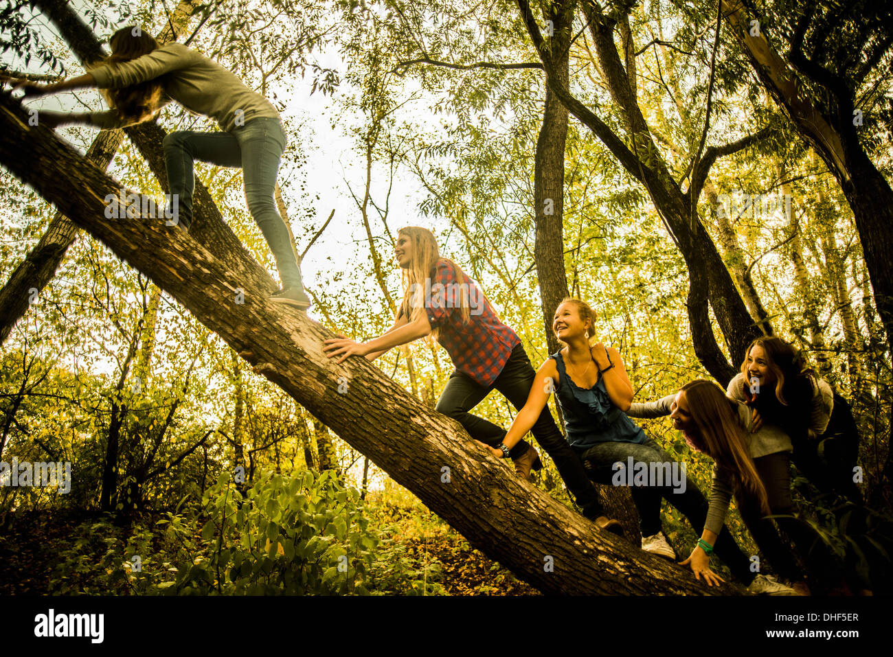 Fünf junge Frauen Kletterbaum in Wäldern Stockfoto