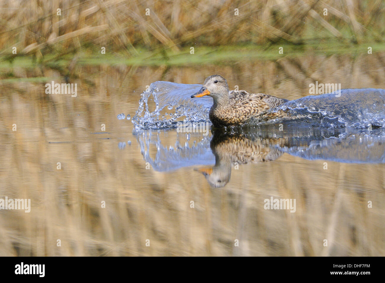 Gadwell Stockfoto