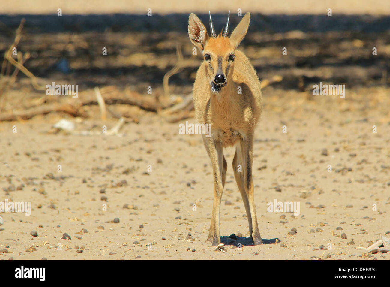 Ducker Ram - kleine Antilopen aus Afrika - liebenswerte Tiere in freier Wildbahn Stockfoto
