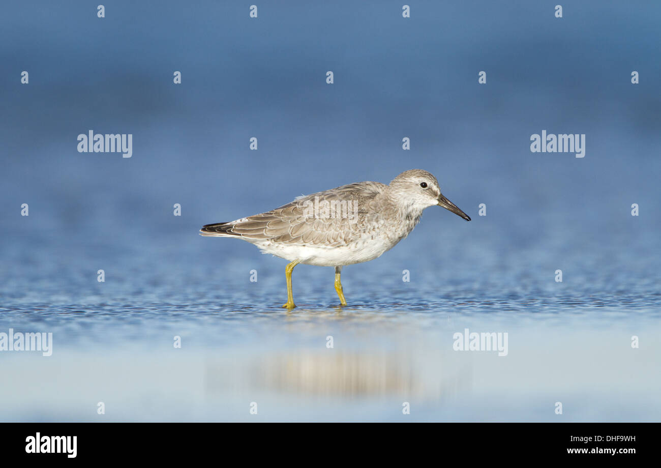 Winter plumaged Knoten waten im Wasser freuen. Stockfoto