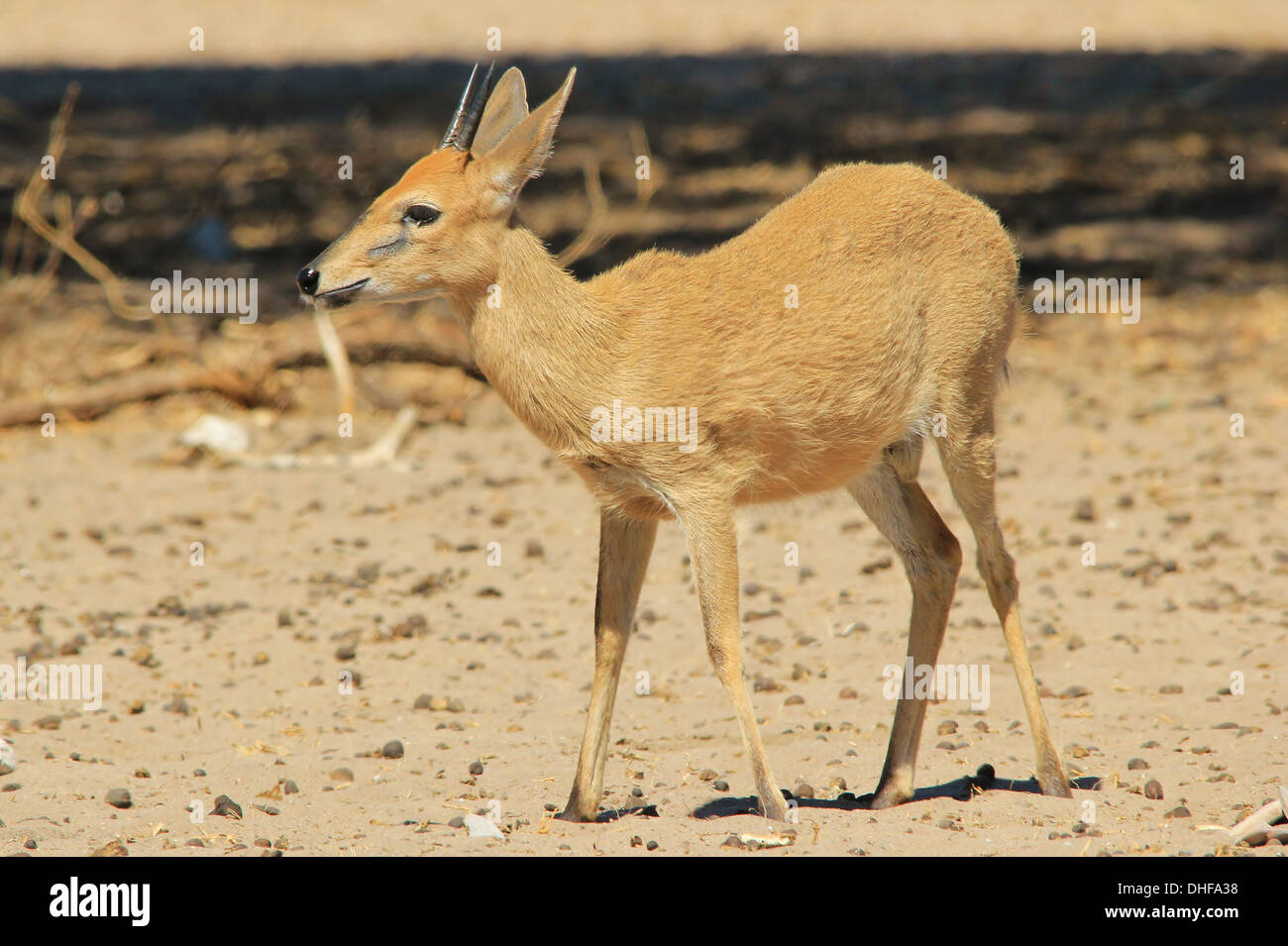 Ducker Ram - kleine Antilopen aus Afrika - liebenswerte Tiere in freier Wildbahn Stockfoto