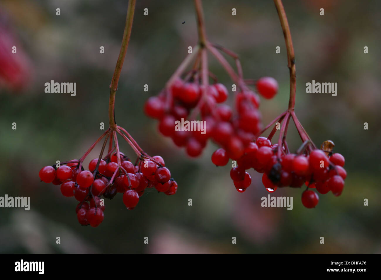 Wacholderrose, Viburnum opulus, Beeren im Herbst mit Wassertröpfchen Stockfoto